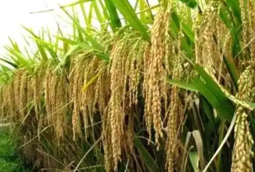 നികുതി അടച്ച രസീത് കിട്ടാനില്ല, ആനുകൂല്യങ്ങള് കാത്ത് കര്ഷകര് നികുതി അടച്ച രസീത് കിട്ടാനില്ല, ആനുകൂല്യങ്ങള് കാത്ത് കര്ഷകര്