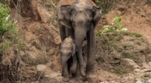 വാട്ടര്‍ ടാങ്കില്‍വീണ കാട്ടാനക്കുട്ടിയെ രക്ഷപ്പെടുത്തി