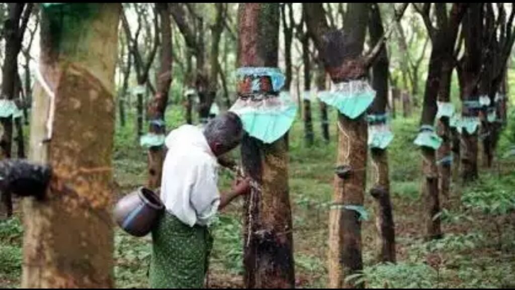 കര്‍ഷകര്‍ക്ക് ആശ്വാസം; റബര്‍ വിലയില്‍ കുതിപ്പ്: മാര്‍ച്ചില്‍ 250 കടക്കുമെന്ന് സൂചന