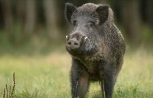 കാട്ടുപന്നികളെ വെടിവെച്ചുകൊല്ലുന്നതില്‍ നിര്‍ണായക തീരുമാനം; ഷൂട്ടര്‍മാര്‍ക്ക് നിയന്ത്രണം ഏര്‍പ്പെടുത്തിയ ഉത്തരവ് മരവിപ്പിക്കാൻ നിര്‍ദേശം