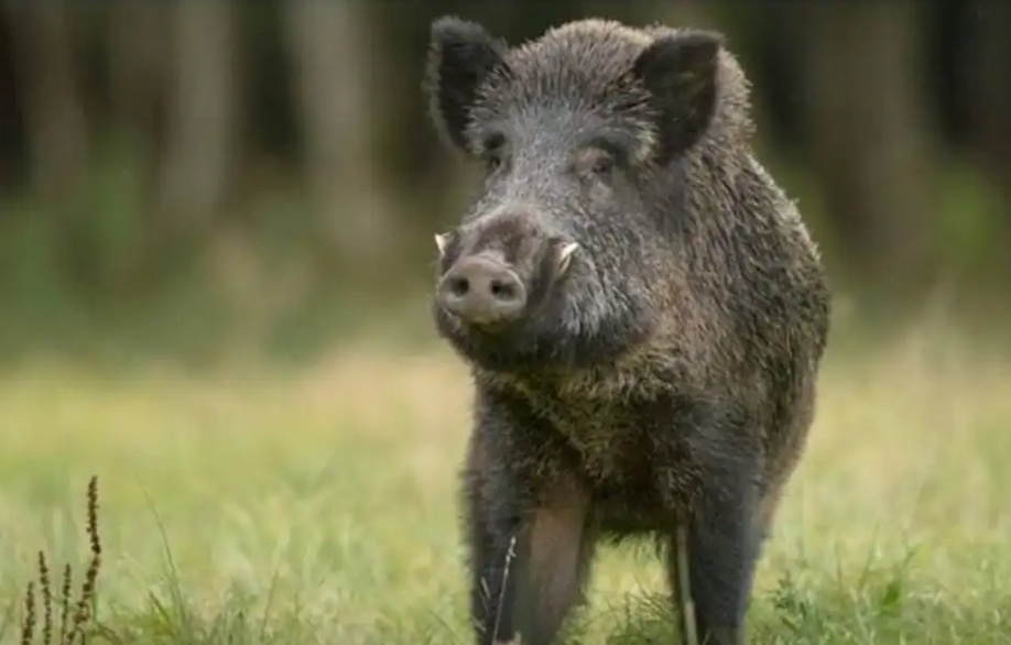 കാട്ടുപന്നികളെ വെടിവെച്ചുകൊല്ലുന്നതില്‍ നിര്‍ണായക തീരുമാനം; ഷൂട്ടര്‍മാര്‍ക്ക് നിയന്ത്രണം ഏര്‍പ്പെടുത്തിയ ഉത്തരവ് മരവിപ്പിക്കാൻ നിര്‍ദേശം