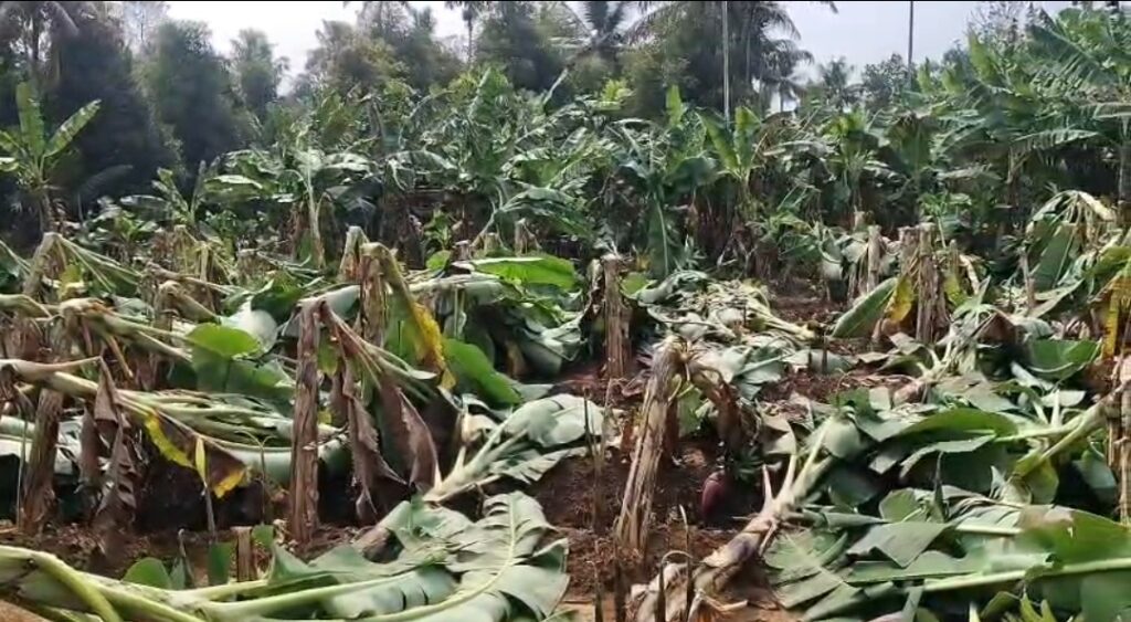 കാറ്റിലും മഴയിലും നന്തിപുലത്ത് 250ഓളം വാഴകൾ നശിച്ചു