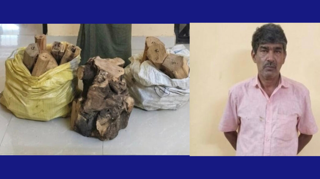 കുപ്രസിദ്ധ ചന്ദന മോഷ്ടാവ് വീരപ്പൻ ജോയി പിടിയിൽ