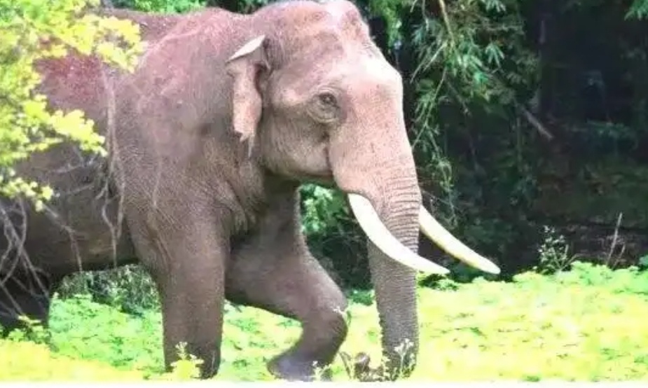 കാട്ടാന ആക്രമണം തുടര്ക്കഥയായി അതിരപ്പിള്ളി കാട്ടാന ആക്രമണം തുടര്ക്കഥയായി അതിരപ്പിള്ളി