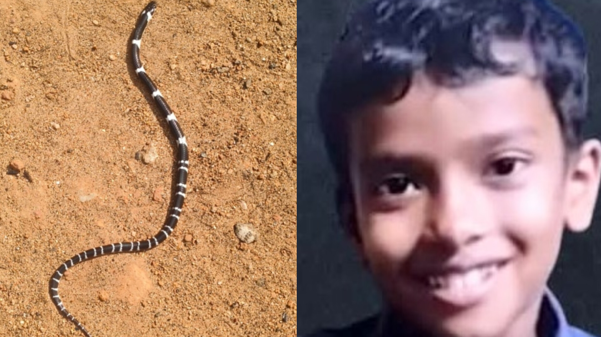 പാമ്പുകടിയേറ്റ് മരിച്ച കുട്ടിയുടെ വീട്ടില്‍ വീണ്ടും പാമ്പ്