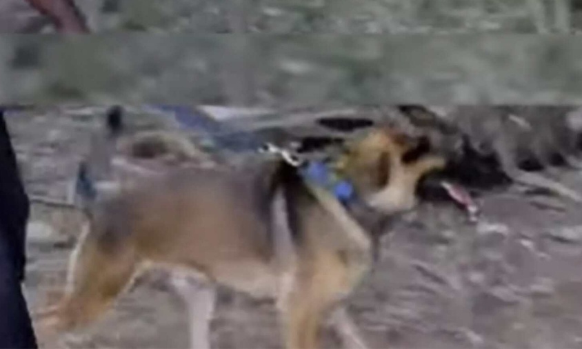 കഡാവര്‍ നായ്ക്കളെ ഉപയോഗിച്ചുള്ള പരിശോധനയില്‍ ശരീരഭാഗം കണ്ടെത്തി