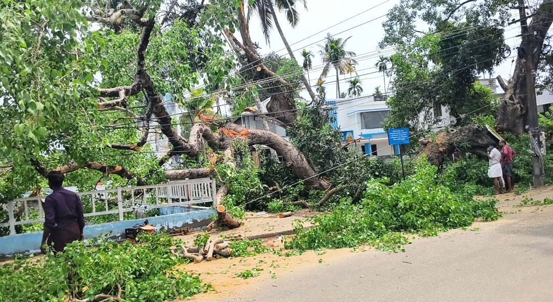 ആൽമരം മുറിച്ചുമാറ്റുന്നതിനിടെ കടപുഴകിവീണ് തൊഴിലാളിക്ക് പരിക്ക് ആൽമരം മുറിച്ചുമാറ്റുന്നതിനിടെ കടപുഴകിവീണ് തൊഴിലാളിക്ക് പരിക്ക്