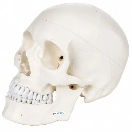 Professional Grade Life-Size Human Skull Model With Ultra Refined 96% Anatomical Accuracy | Premium PVC Build for Unmatched Durability & Study | Approved by Medical Colleges Professional Grade Life-Size Human Skull Model With Ultra Refined 96% Anatomical Accuracy | Premium PVC Build for Unmatched Durability & Study | Approved by Medical Colleges